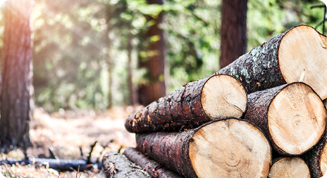 Thumbnail size image of tree felling project. Wood pile in forest