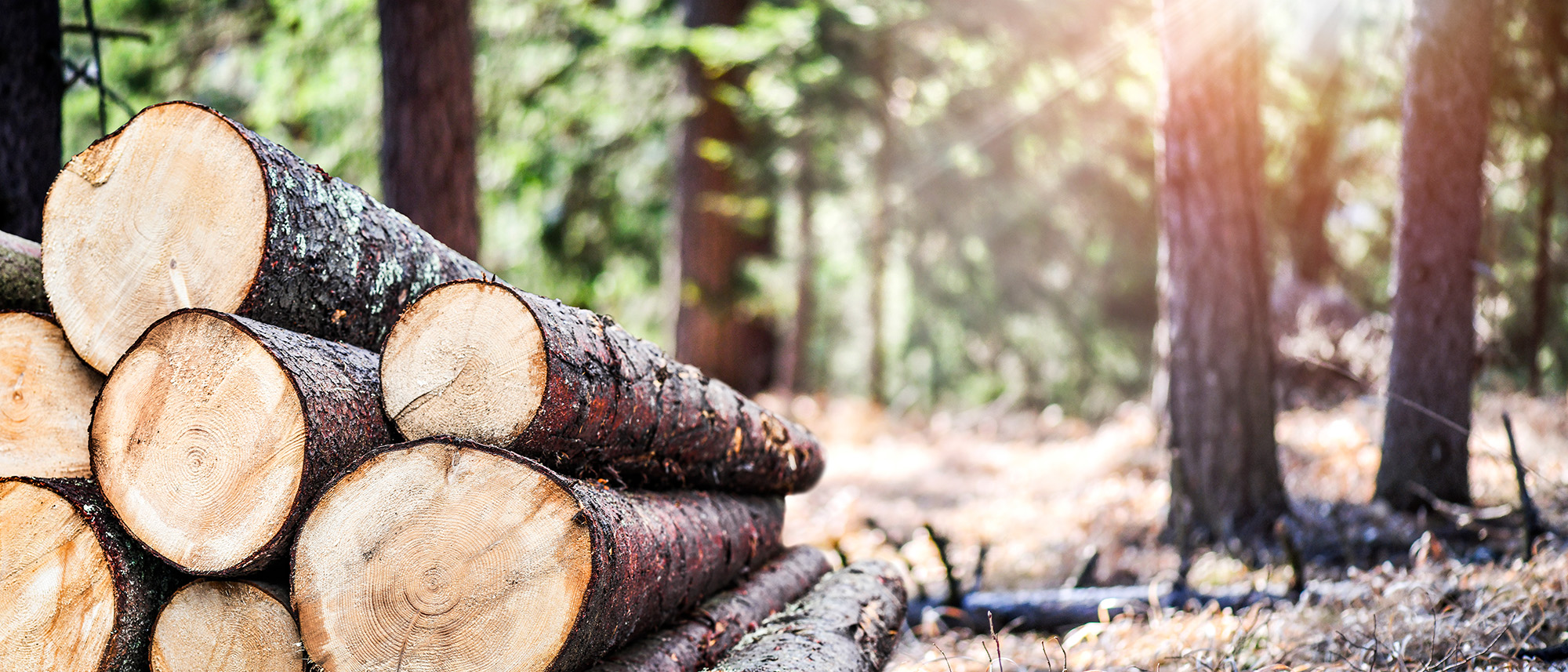Log trunks pile, the logging timber forest wood industry. Wide banner or panorama heavy wood trunks.
