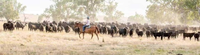 Livestock Operations Project